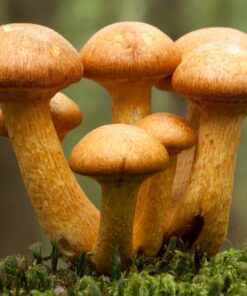 Buy Gymnopilus Purpuratus an agaric identified from the austral floral zone