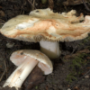 Buy Inocybe Aeruginascens spores a member of the genus Inocybe which is widely distributed in Europe