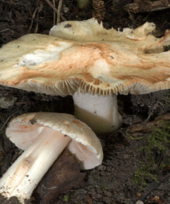 Buy Inocybe Aeruginascens spores a member of the genus Inocybe which is widely distributed in Europe