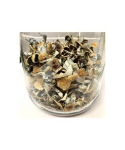 Buy Psilocybe Azurescens the most potent of the tryptamine-bearing mushrooms