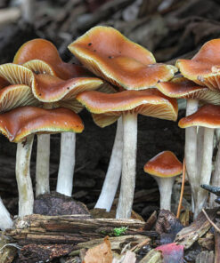 Buy Wavy Cap a potent psychedelic mushroom