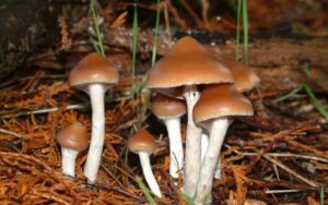 Buy Psilocybe Azurescens well-known of the Genus Psilocybe is Psilocybe cubensis (Earle) Singer