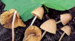 cheap conocybe velutipes It's small, more or less brown 
