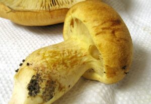 wet and dry Gymnopilus Validipes mushrooms 
