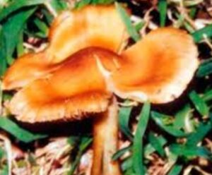 Inocybe Aeruginascens mushroom  for sale Online
