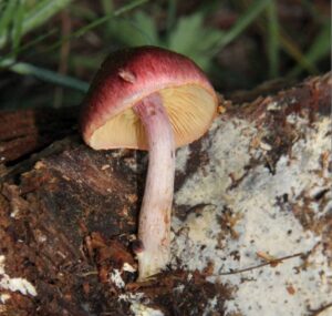  buy Gymnopilus Subpurpuratus mushroom for sale Online 
