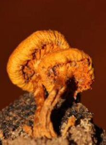 Gymnopilus Subearlei mushroom for sale Online