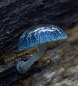 wet and dry Mycena Cyanorrhiza mushroom for sale Online
