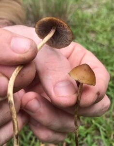 Buy Psilocybe Samuiensis a relatively popular recreational mushroom