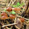 Buy Psilocybe Samuiensis for sale Online