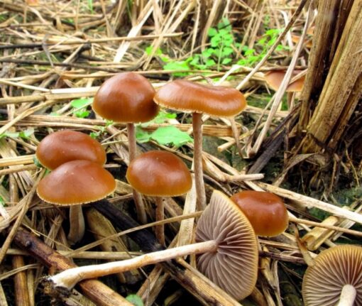 Buy Psilocybe Samuiensis for sale Online