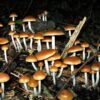 Buy Psilocybe Allenii of agaric fungus in the family Hymenogastraceae