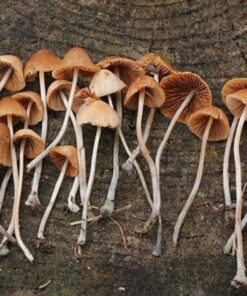 Buy Conocybe Cyanopus that contains psychoactive compounds