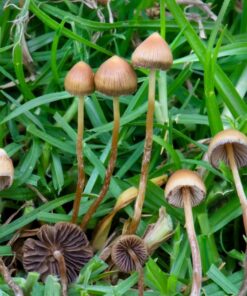 Buy psilocybe Mexicana| best quality psilocybe Mexicana for sale