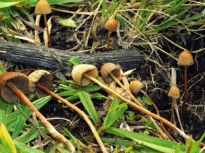 buy psilocybe Mexicana a psychedelic mushroom for sale online 