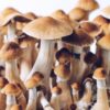Buy Magic Mushrooms Online