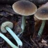 Buy Pluteus Phaeocyanopus with pink spore prints and gills that are free from the stem