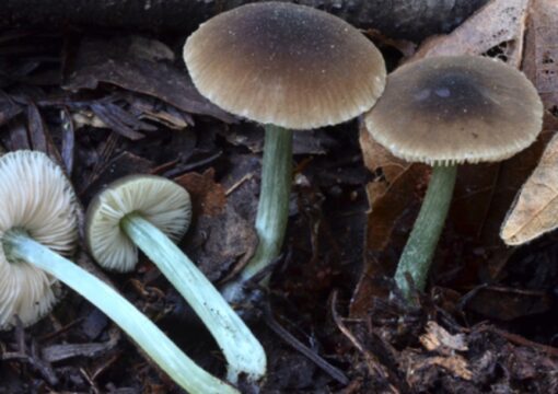 Buy Pluteus Phaeocyanopus with pink spore prints and gills that are free from the stem