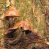 psilocybe muliercula a species of entheogenic mushroom in the family Hymenogastraceae