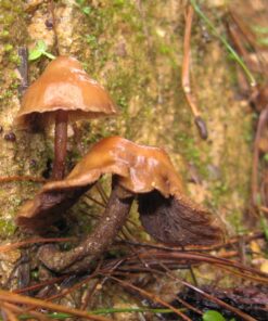 psilocybe muliercula a species of entheogenic mushroom in the family Hymenogastraceae
