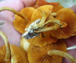 Buy Gymnopilus Luteoviridis online an attractive mushroom
