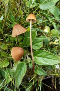 conocybe velutipes for sale online 