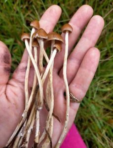 Psilocybe Samuiensis For Sale Online 