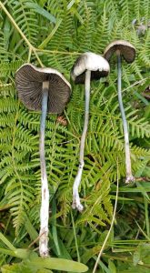 best quality Panaeolus Cyanescens mushrooms online 