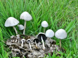 Panaeolus Cyanescens mushrooms online 