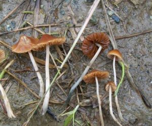 Conocybe Cyanopus For Sale Online 
