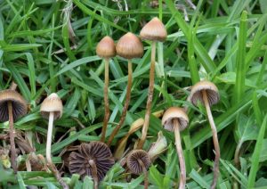 Psilocybe Mexicana For Sale Online