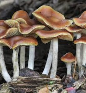 Magic Mushrooms For Sale Online 