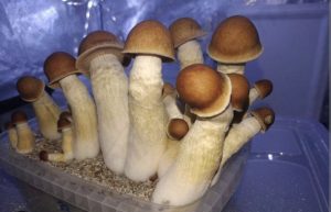 penis envy mushrooms for sale
