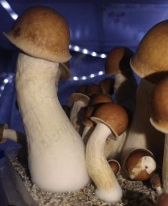 buy penis envy mushrooms 