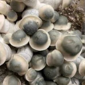  Albino Penis Envy mushrooms for sale  