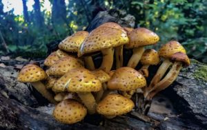 buy Golden Cap Mushrooms 