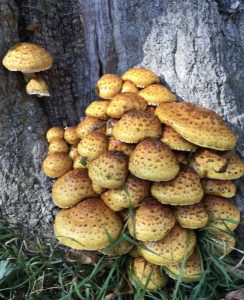 Golden Cap Mushrooms for sale 